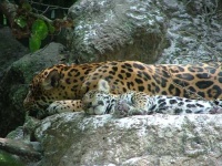 image of jaguar_car