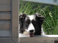 image of border_collie #8