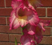 image of flower