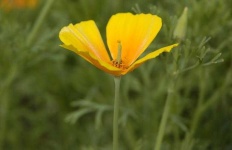 image of flower