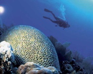 image of brain_coral