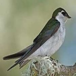 image of bird