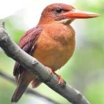 image of bird
