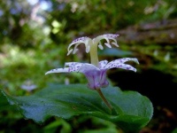 image of flower