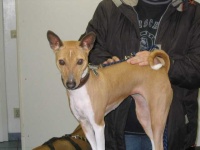 image of basenji