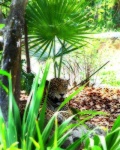 image of jaguar_car