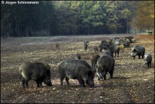 image of wild_boar