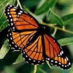 image of animal