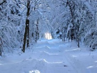 image of snowy