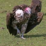 image of vulture