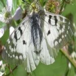 image of animal