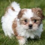 image of animal