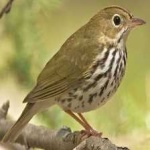 image of bird