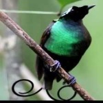 image of bird