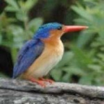 image of bird