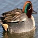 image of teal_duck #16