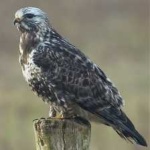 image of bird