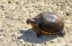 image of animal