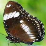 image of animal
