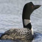 image of bird