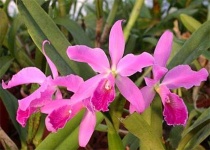 image of flower