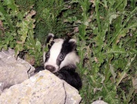 image of badger