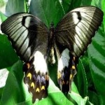 image of animal