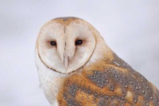 image of owl