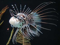 image of lionfish