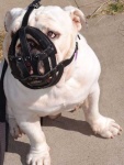 image of muzzle
