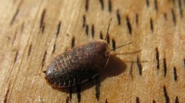 image of isopod