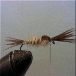 image of mayfly