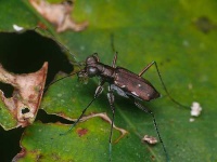 image of tiger_beetle