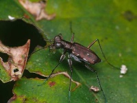 image of tiger_beetle #25