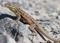image of whiptail