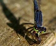 image of damselfly