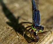 image of damselfly #14