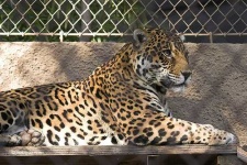 image of jaguar_car