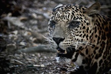 image of animal