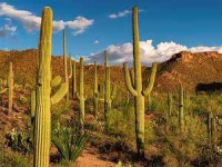 image of cactus