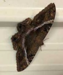 image of moth #39