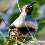 image of bird
