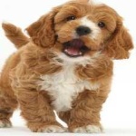 image of animal