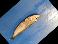 image of fish