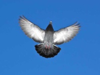 image of pigeon #20