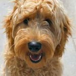 image of animal