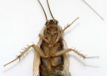 image of cockroach