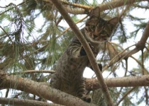 image of tiger_cat