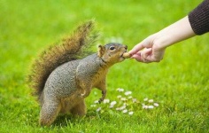 image of animal
