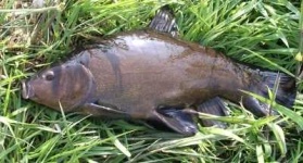 image of tench